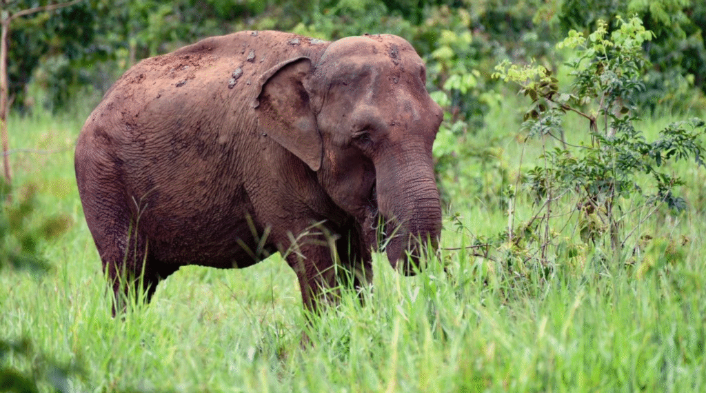 UFIMA trasladar dos ejemplares hembras de elefante a un área protegida privada de Brasil